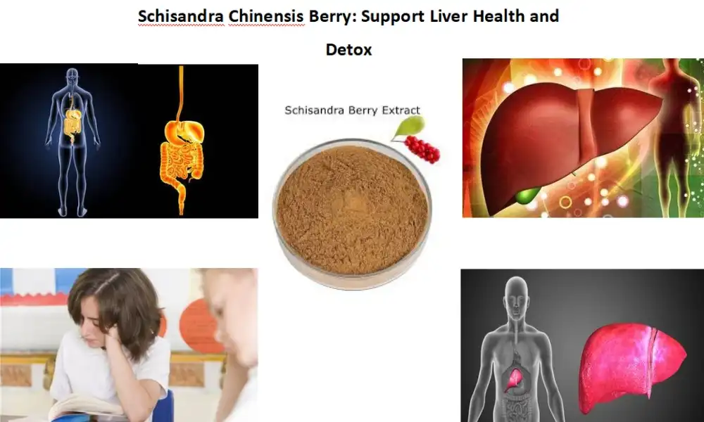 Schisandra Chinensis Berry: Support Liver Health and Detox